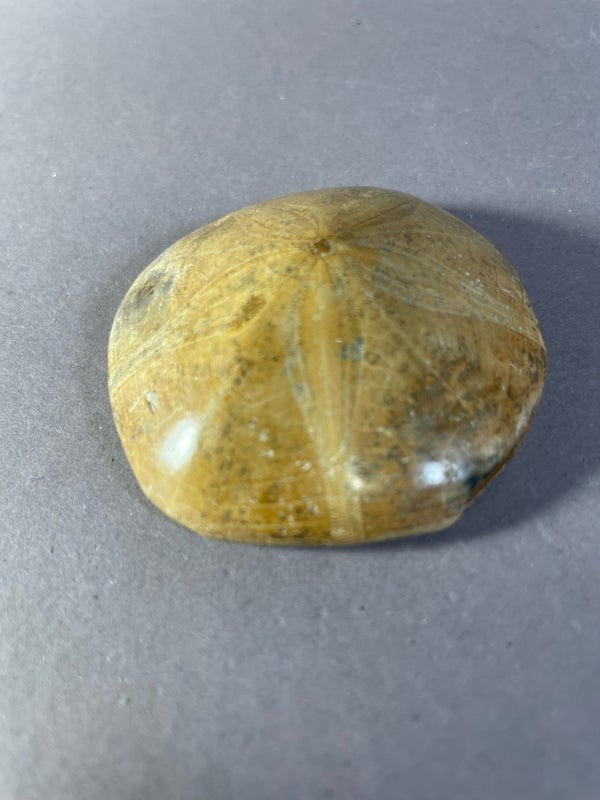 Kivettynyt Merisiili Hietadollari - Fossiili 71 g