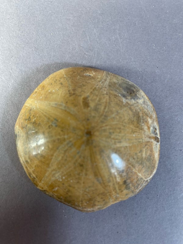 Kivettynyt Merisiili Hietadollari - Fossiili 71 g